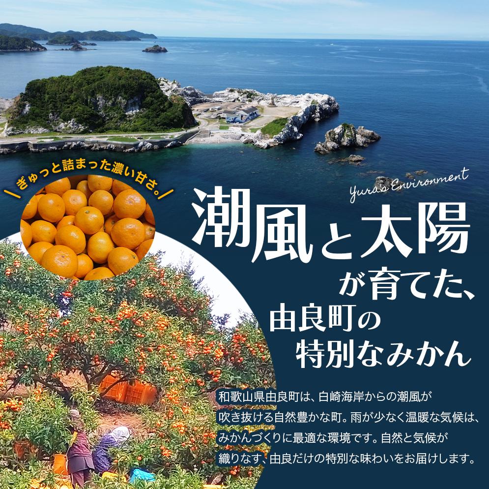 薄皮で濃い甘さ！完熟由良みかん【こつぶ】5kg×1箱（2Sサイズ）和歌山県由良産※2026年11月下旬頃から12月下旬頃に順次発送予定 / 柑橘 ミカン 蜜柑 甘い 由良町 フルーツ 果物 くだもの 