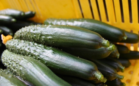 【先行予約】四川きゅうり 1.5kg 本田農園 野菜 ギフト | 石川県 小松市 本田農園