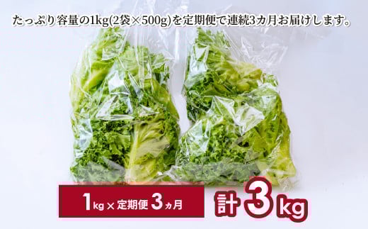 【定期便3ヶ月】 ＜洗わず食べられる・室内水耕栽培＞ 3種のレタス 1回1kg(500g×2袋)×3ヵ月 | レタス 野菜 大容量 新鮮レタス オーガニック野菜 無農薬 野菜直送 フレッシュ サラダ 