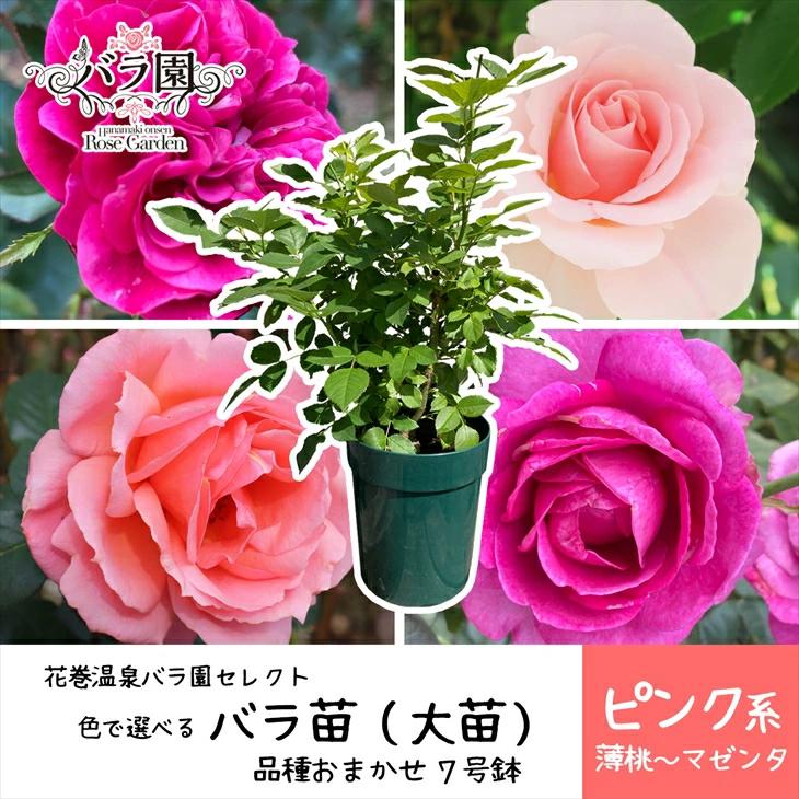 <色が選べる♪>花巻温泉バラ園で育った「バラ大苗」7号サイズ -ピンク- 【1660】