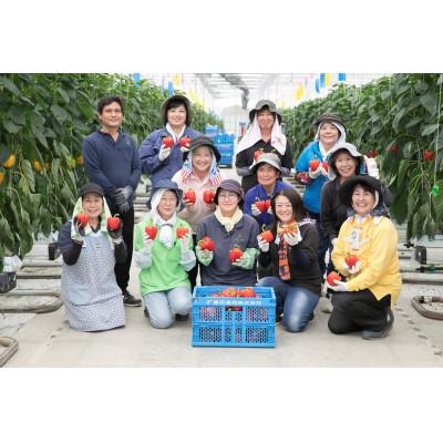 ふるさと納税 栗原市 【新鮮・安全・安心 宮城県産パプリカ】3色MIX(赤黄橙)25玉詰 |  | 03