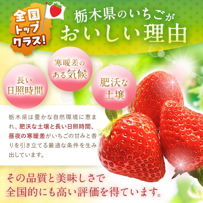  【2027年先行予約】鮮度抜群 いちご とちあいか 290g×4P【栃木県共通返礼品】 約290g×4P  |  11,000円