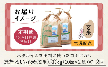 ほたるいか米　米定期便 コシヒカリ20kg 12か月 玄米 20kg 12か月 定期便 [O-021002]