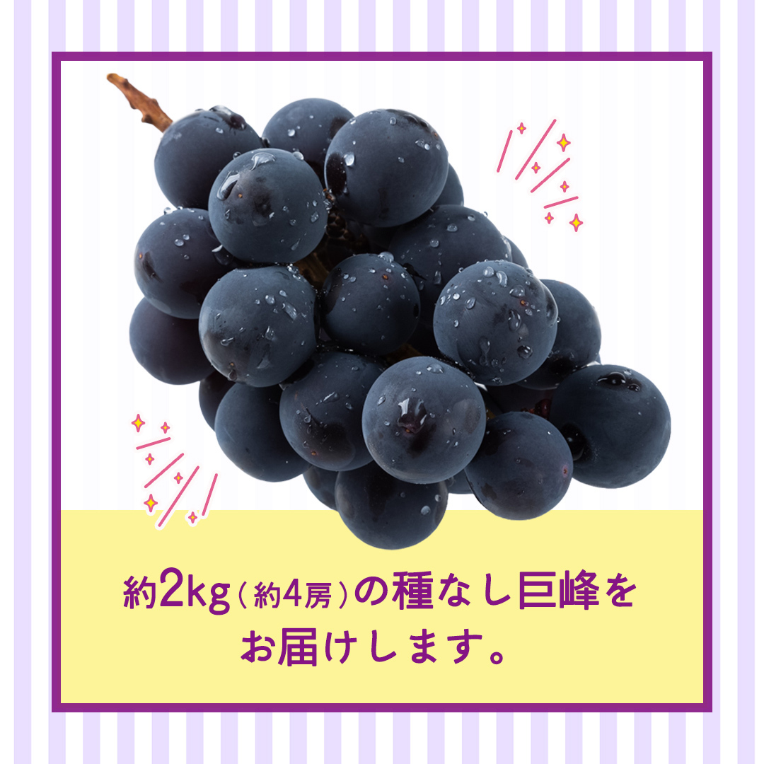 種なし 巨峰 約2kg(約4房)【2026年7月より発送開始】（茨城県共通返礼品 [ぶどう]：結城市産） ぶどう 種なし巨峰 フルーツ デザート 果物 食べやすい 旬 [FC112-NT]_イメージ5