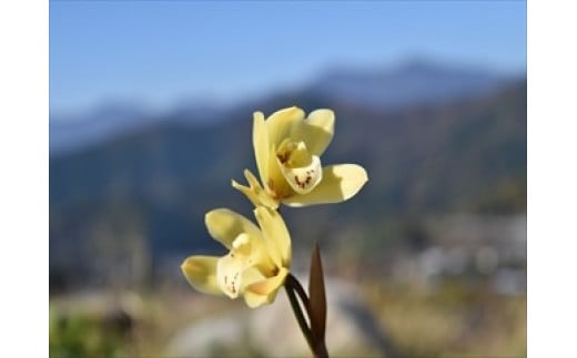 
            芳香品種 和蘭 「月の光」 花芽～開花株 ４号陶器鉢付 B14-1000
          