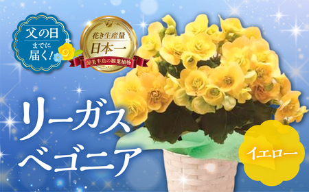 《父の日までにお届け》リーガスベゴニア イエロー 花 花 鉢植え 鉢 鉢花 花 観葉植物 植物 5号鉢 人気 おしゃれ かわいい 父の日 プレゼント 贈り物 贈答 ギフト 夏 フラワーギフト 父 ありがとう お父さん 父親 記念日