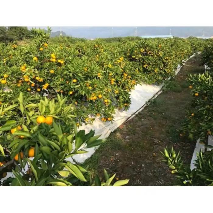 ちょっと 傷あり 極早生 有田 みかん S または SS サイズ 5kg 南泰園 和歌山 有田みかん