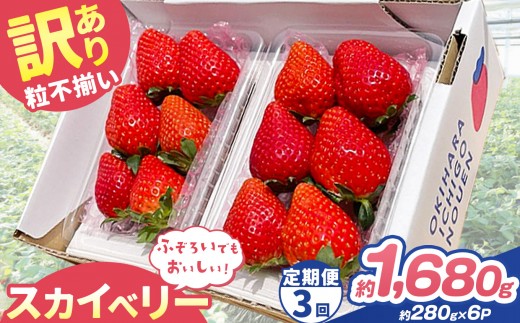 【定期便3回】訳あり 粒不揃い スカイベリー  1,680g (280g×6P) | 栃木県 矢板市 澳原いちご農園