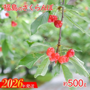 No.2240さくらんぼ「佐藤錦」約500g【2026年発送】