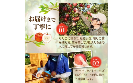 ≪先行受付≫ふじりんご 5kg パック詰め（特秀） 【2026年11月中旬～順次発送予定】