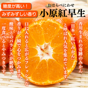 【みかん】 先行予約 訳あり みかん 3kg 小原紅早生 蜜柑 【蜜柑】