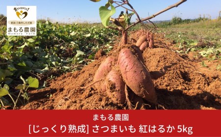先行予約 さつまいも 紅はるか 5kg 収穫後熟成 [2025年2月上旬～順次発送予定] 三条市下田産ブランド「越紅(こしのくれない)」  [まもる農園] 【010S205】