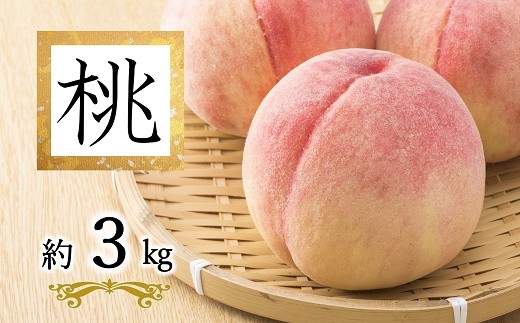 【令和8年産先行予約】 白桃「あかつき･まどか･川中島･おどろき」 約3kg  (9玉以上 秀) 《令和8年8月上旬～発送》 『南陽中央青果市場』 桃 もも 果物 フルーツ デザート 山形県 南陽市 [2585]