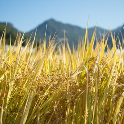 ふるさと納税 土庄町 【令和7年産】香川県産コシヒカリ〈肥土山そだち〉5kg |  | 02