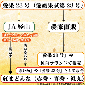 【2026年12月上旬から発送】特級品 愛果28号 (紅まどんな と同品種) 2.3kg | 紅まどんな と同様 みかん 愛媛県 松山市【TMN0121】