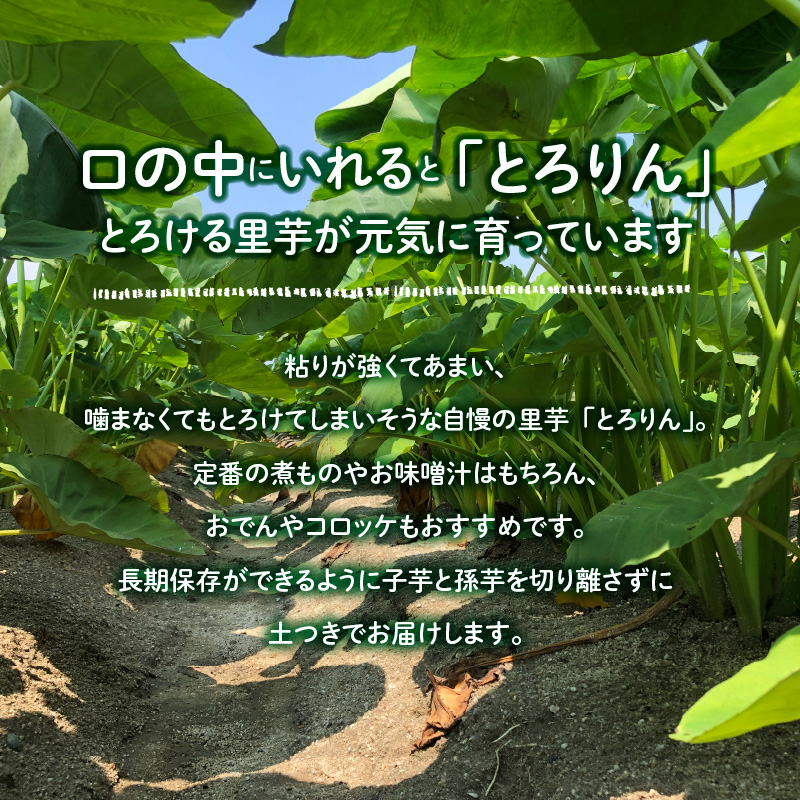 【福箱★2025】とろける里芋【とろりん】＆ホクホクおいしい【金時いも】 はらぺこ畑人気セットH097-031