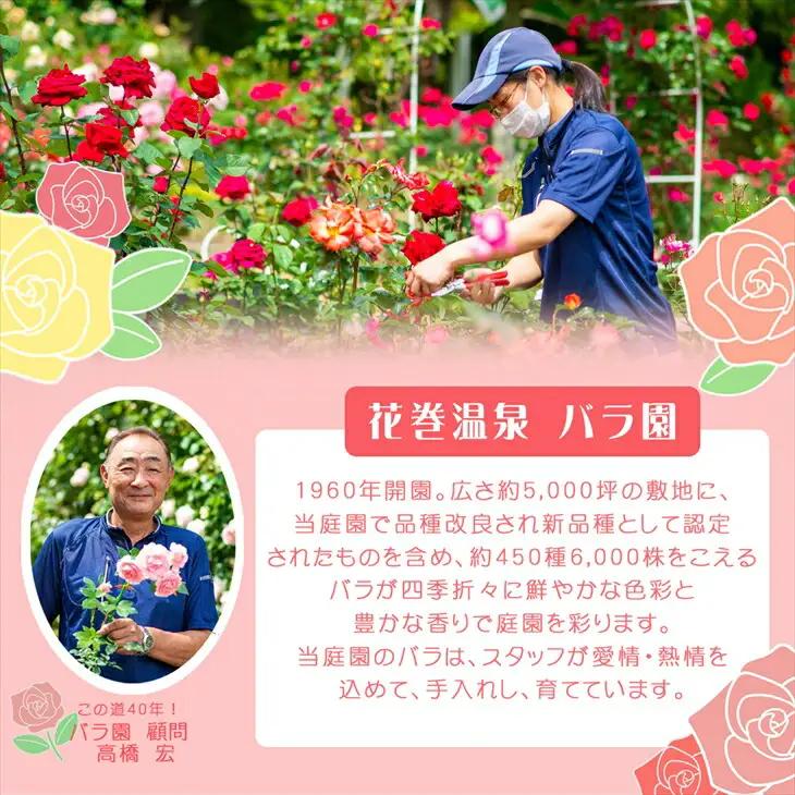 ＜色で選べる♪＞花巻温泉バラ園で育った「バラ中苗」5号サイズ -赤-【1860】<2026年3月より発送>