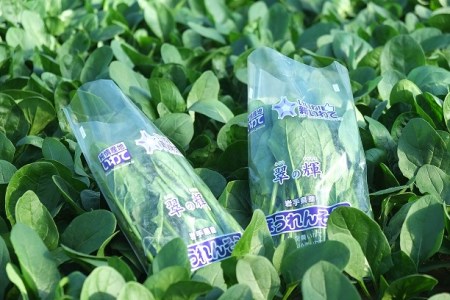 イケメン農家が育てた 普代村特産ほうれんそう 2,220g (185g×12袋) 