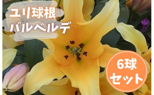 【ゆり球根】バルベルデ（オレンジ）／計6球