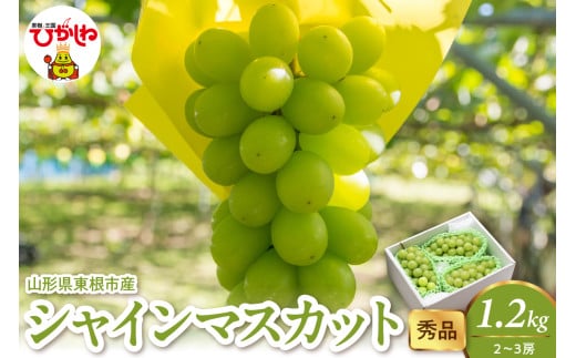 2026年産 シャインマスカット 1.2kg（2-3房） 秀品 山形県 東根市　hi082-058