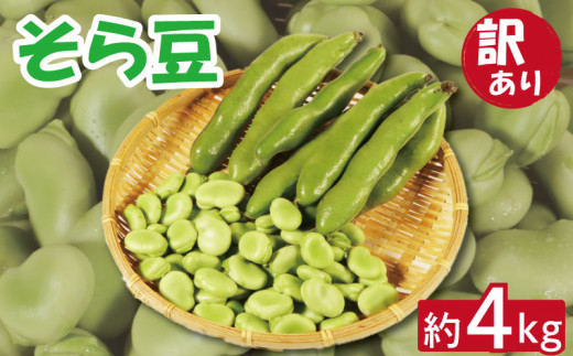 先行予約 訳あり そら豆 約4kg 朝採れ 銚子産 そらまめ 豆 マメ ヘルシー 食物繊維 ミネラル 健康 美容 甘い おかず お弁当 おつまみ ビール 晩酌 塩茹で 蒸し 炒め物 焼き 炊き込みご飯 大容量  新鮮 産地直送 産直 野菜 旬 贈答用 ギフト プレゼント 簡単 調理 家庭用 業務用 栄養 国産 送料無料 ふるさと納税 千葉県 銚子市 孝農園 【令和8年5月上旬～6月上旬発送予定】