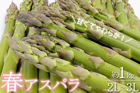 【2026年発送】春どりアスパラ(2L～3Lサイズ・約1kg）_H172(R8)