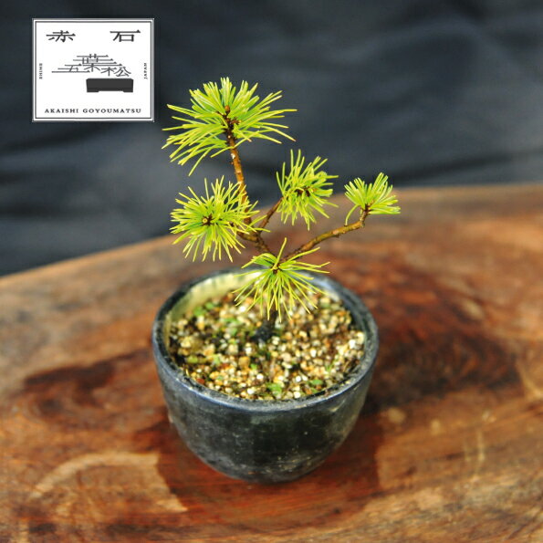 【ふるさと納税】 赤石の泉 赤石五葉松（鉢植え） F-143【現品限り】【配送地限定】