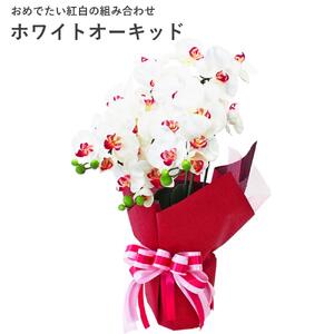 造花 シルクフラワーの胡蝶蘭の鉢植 3本立 光触媒 ホワイトオーキッド ／ お花 コチョウラン 埼玉県