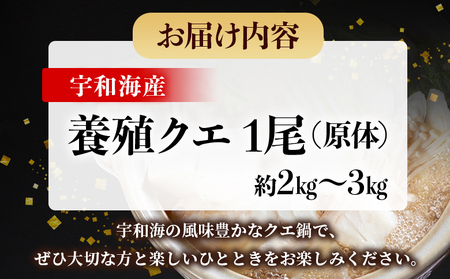 ＜活き〆 幻のクエ（養殖）1尾＞ 原体 真クエ くえ 約2kg～3kg 約5～6人前 宇和海産 鍋用 鮮度 刺身 鍋 お鍋 クエ鍋 海鮮鍋 たっぷり 食卓 海鮮 魚介 魚 高級魚 国産 橋本鮮魚 愛媛