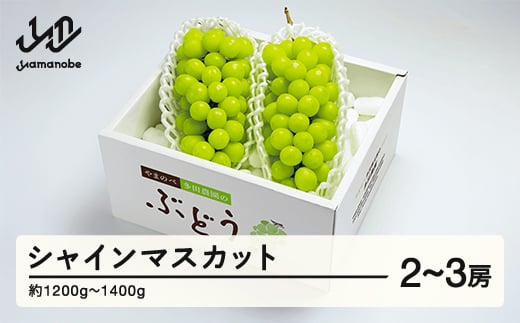 《先行予約》2025年 山形県産 シャインマスカット （2～3房入り） やまのべ多田農園のぶどう F20A-894