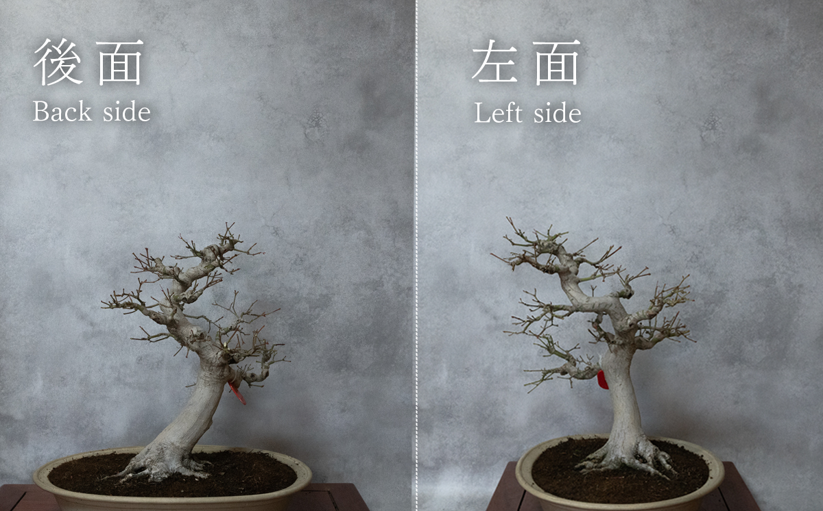 【1点物】 盆栽 もみじ （紅千鳥） (8) 国風盆栽展 入選 作家 古澤辰雄 ⑧もみじ（紅千鳥）取木６年