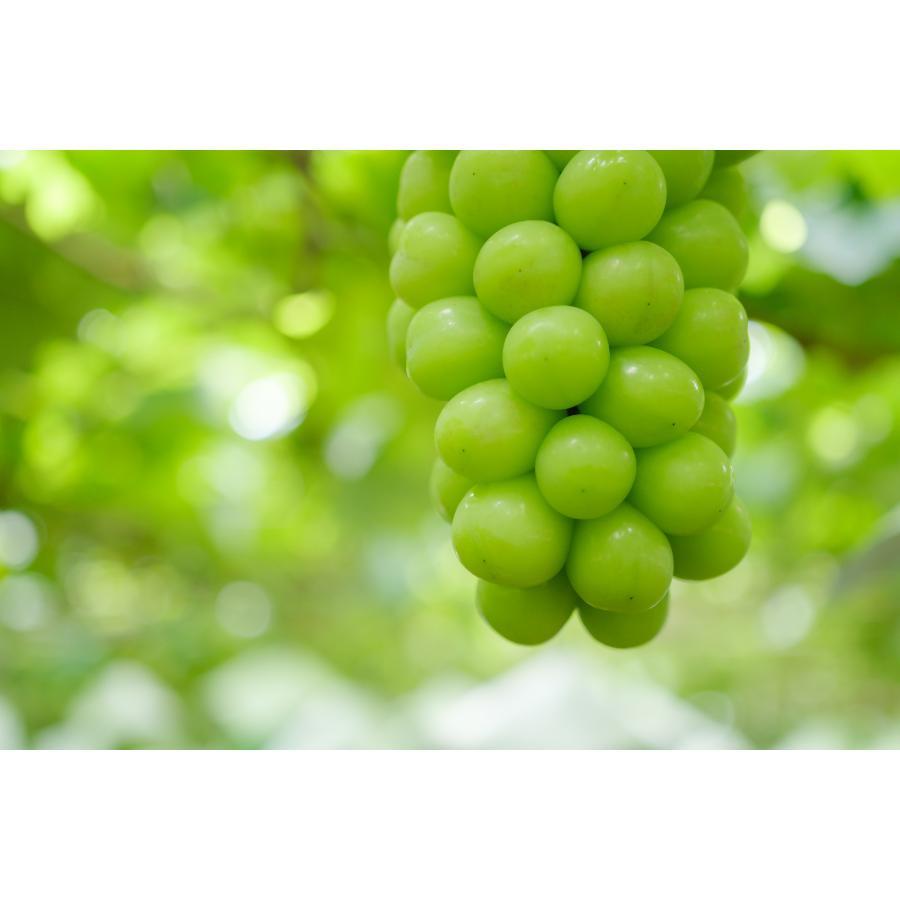 ＜Bonchi＞甲州市産 シャインマスカット 2房入(1.1kg) 自然農法