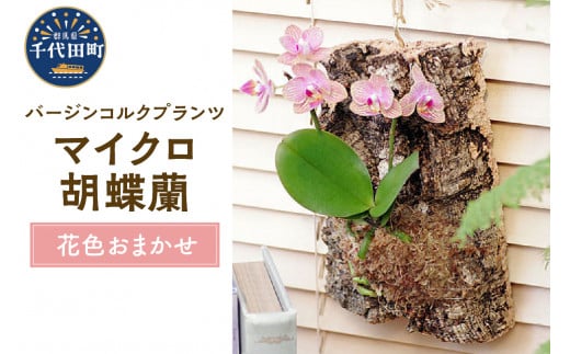 
観葉植物 バージンコルクプランツ マイクロコチョウラン 花色おまかせ(１個) 群馬県 千代田町 花色おまかせ 胡蝶蘭 花 プレゼント ギフト 贈答用 送料無料 株式会社チャーム
