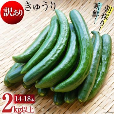 ふるさと納税 島原市 令和8年度出荷分【訳あり】新鮮 朝採りきゅうり 2kg以上(14~18本)