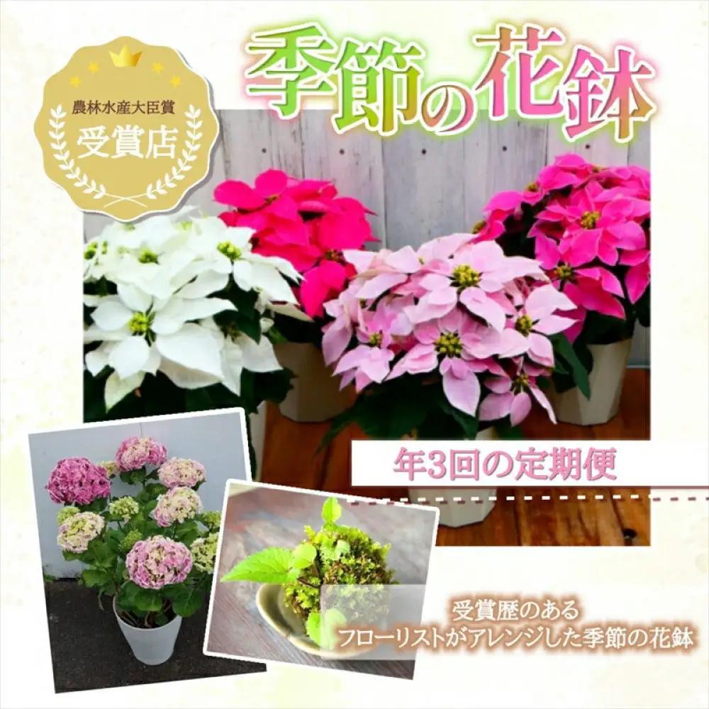 【定期便年3回　季節の花鉢】農林水産大臣賞を受賞したフローリストがアレンジする 季節を知らせる花鉢【 花 お花 神奈川県 小田原市 お花】