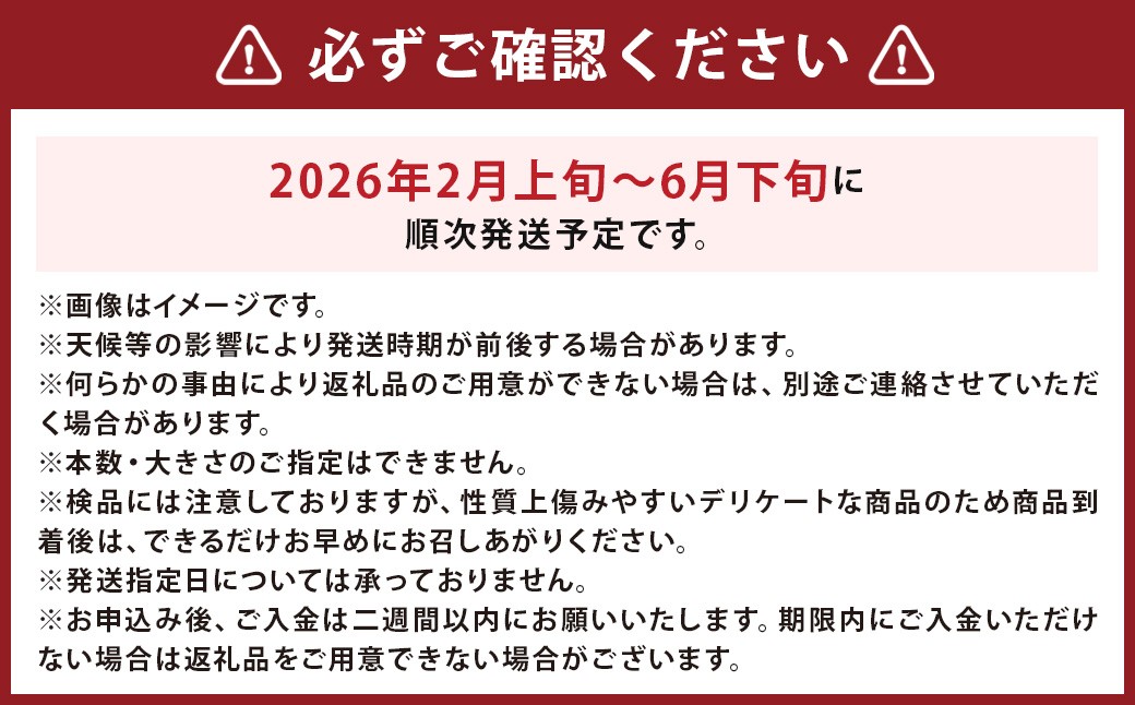 紅はるか 約5kg さつまいも サツマイモ 野菜 いも【2026年2月上旬～6月下旬発送予定】