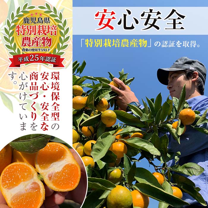 i687 ＜2024年11月下旬～2025年1月下旬の間に発送予定＞【特別栽培・最高金賞】温州みかん日本一！濃甘あめ玉みかん(約3kg・1箱＋傷み保障約200g(3～4玉)【Farmer friend