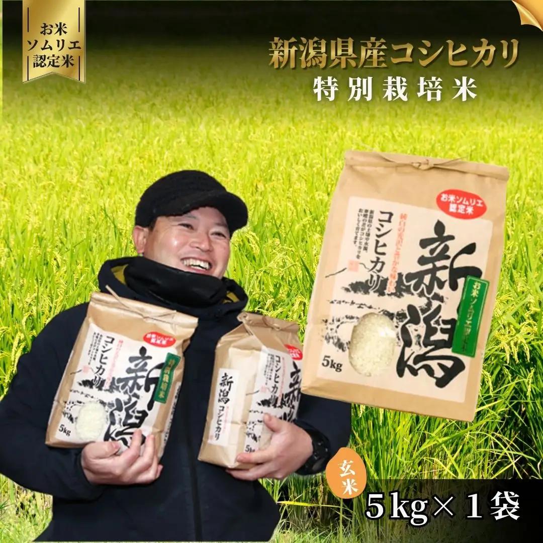 【先行予約】令和8年産 新米 新潟県産コシヒカリ 玄米 5kg 特別栽培米【9月下旬発送開始】 | 米 玄米 五泉市
