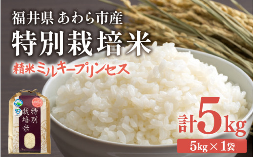 【令和7年産】化学肥料不使用 特別栽培米 ミルキープリンセス 精米 5kg / 白米 米 福井県あわら市産 美味しい 特別栽培米 減農薬 安心な米 旨味 甘み もっちり 冷蔵保管米 [aw010-a036]