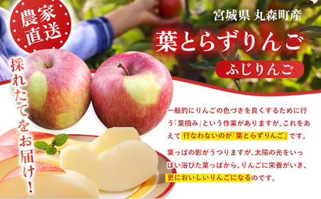 【先行予約】《2026年12月上旬～12月下旬出荷》宮城県丸森町産　葉とらずふじりんご　14～18個入り（約5kg）　1箱【48001】