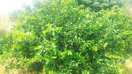 【先行予約】爽やか一番!!　【夏のヨロン翠ライム】（1kg：10～15個入り）　