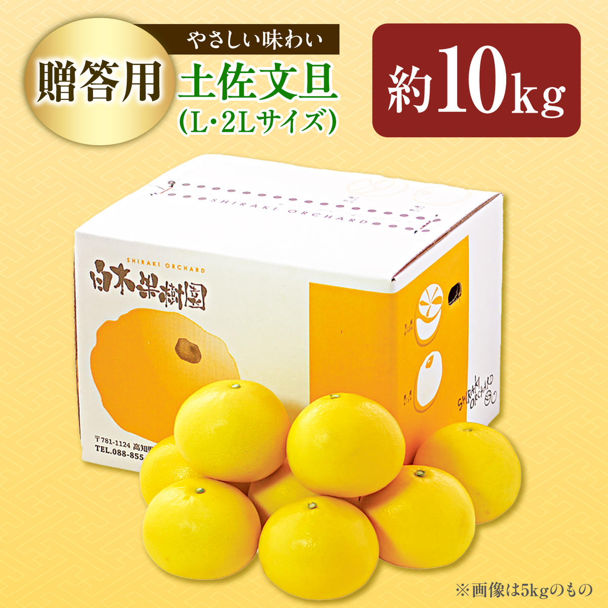 【先行予約】【果樹園直送】土佐文旦特選品贈答用　約10kg　L～2L　（20～25個）〈2027年2月中旬～3月中旬頃発送〉  /  果物 柑橘 フルーツ ぶんたん ブンタン 文旦 高知県 土佐市 お