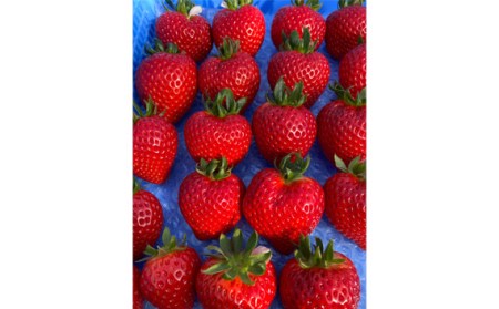 いちごハウスAYAのあまりん　250g×2パック No.376