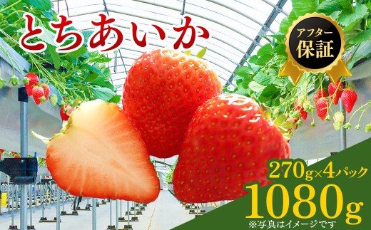【先行予約】いちご とちあいか 1箱4パック入り（1パック270g×4）（2月発送）  ｜ イチゴ フルーツ 果物 甘い うまい 日本一 品質 ビタミンC かぬま ※2027年2月～発送