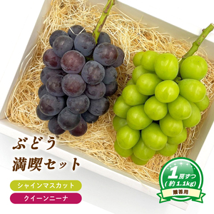 【8月下旬頃から発送】 シャインマスカット + ニューピオーネ 各1房 ( 計 2房/ 約 1.1kg ) 贈答用 | ぶどう シャインマスカット ニューピオーネ 贈答 皮ごと 種なし 大粒 数量限定 愛媛県産 松山市 【MN0091】