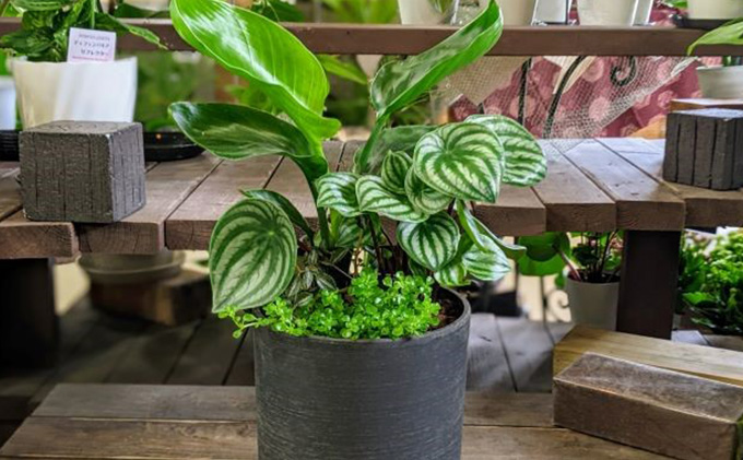 観葉植物の寄せ植えDX4月～9月出荷予定