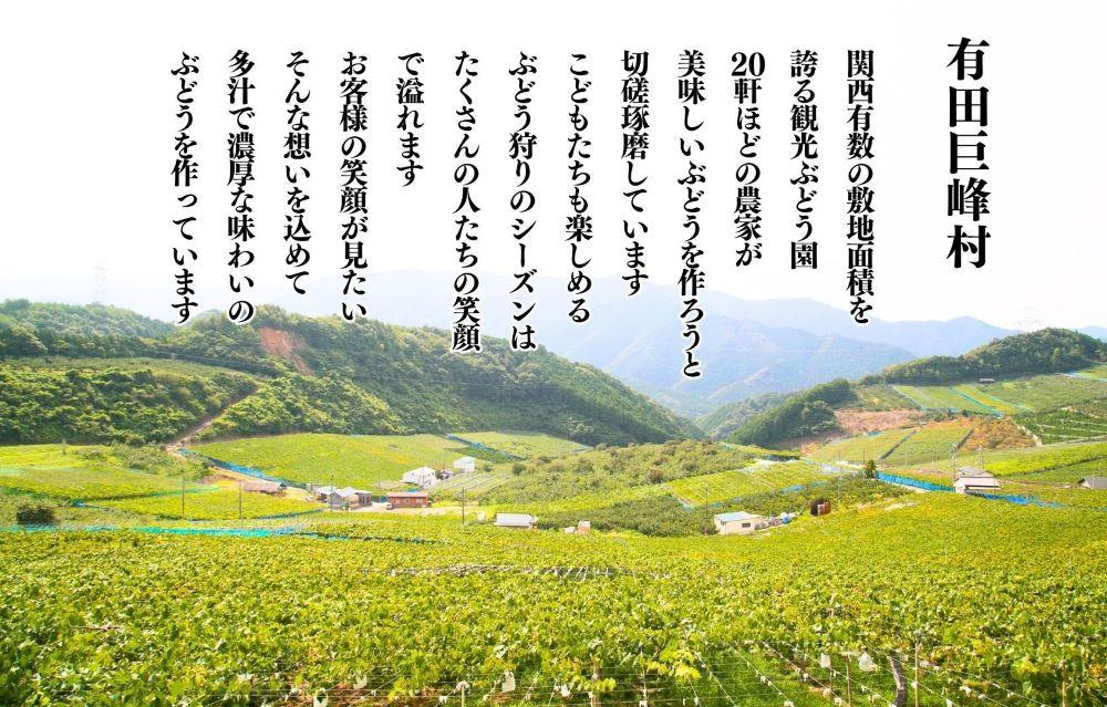 巨峰 種なし 有田巨峰村の巨峰 2kg( 3房 ～ 6房 ) 和歌山県産 【みかんの会】