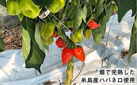 ハバネロしょうゆ 100ml《糸島》【シェフのごはんやさん四季彩】【いとしまごころ】[ACC009] 醤油 タレ お試し 小さいサイズ 少量 国産 ハバネロ 唐辛子