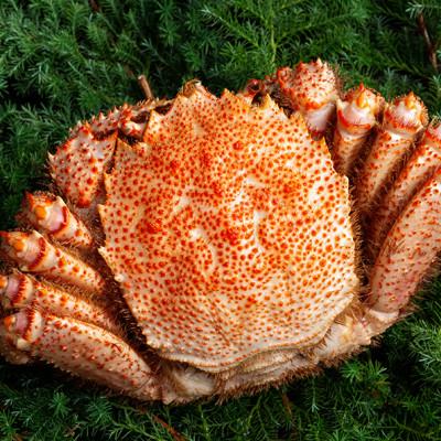 ふるさと納税 美幌町 オホーツクの毛ガニ　[500g〜550g×1尾] |  | 02
