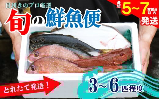 鮮魚 旬 獲れたて セット 3～6匹 鮮魚便 海鮮 魚貝類 魚介類 鮮魚 旬 獲れたて セット 詰め合わせ さかな おさかな 魚 海の幸 福袋 FISH ごはん 夕飯 おかず おつまみ 晩酌 米 丼 三陸産 岩手県 大船渡市